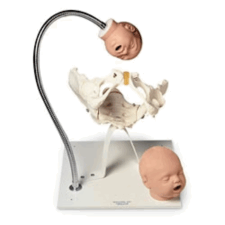 Pelvic Bone With Fetal Heads On Stand, doğum süreci eğitim modeli