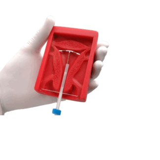 Gaumard S507.100 Uterus II RİA Yerleştirme Eğitim Modeli